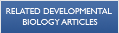 Related Developmental Biology Articles